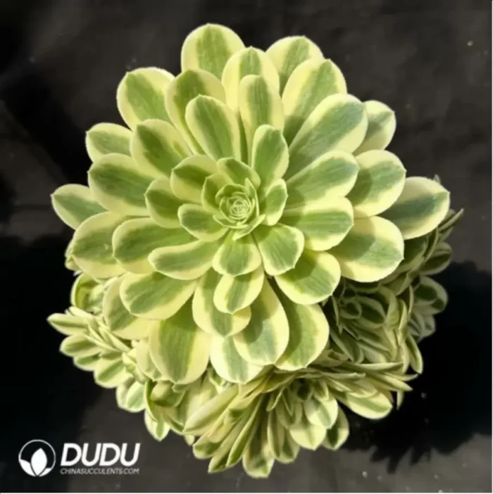 Aeonium Maybach clustering - Image 2