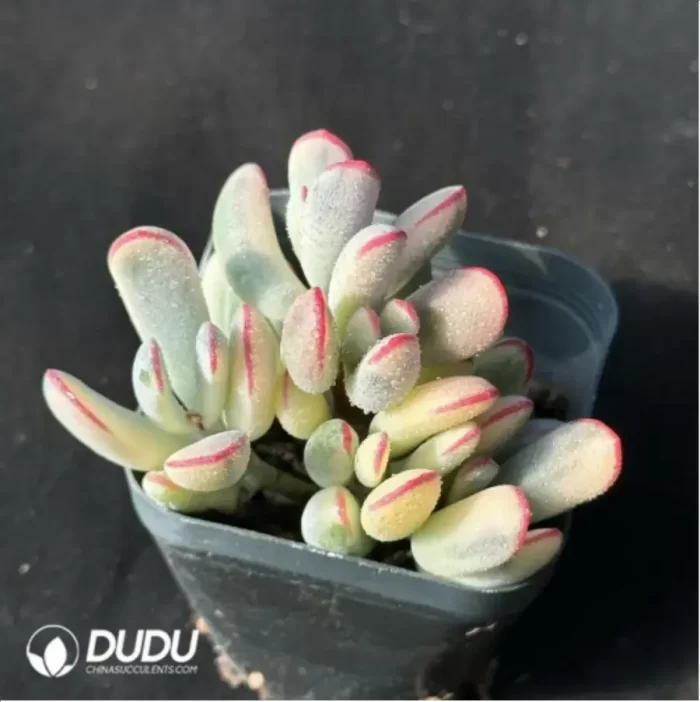 Cotyledon orbiculata. Variegated Clustering - Image 2