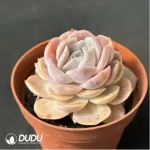 Echeveria  'Blue Surprise' - Image 2