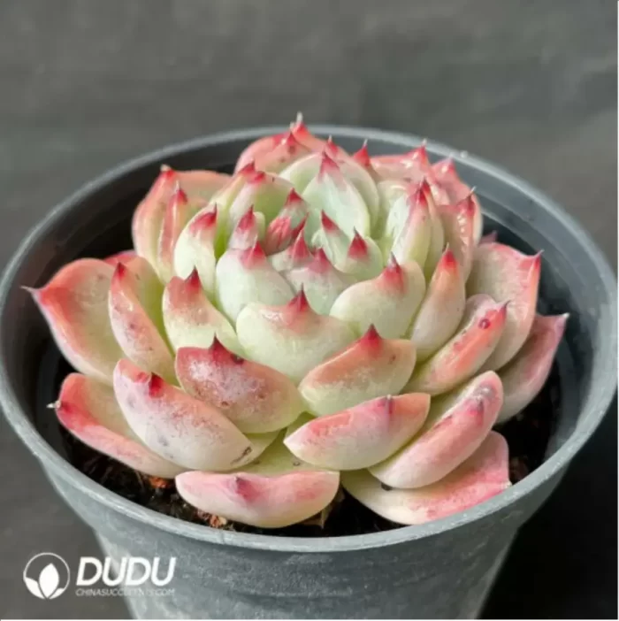 Echeveria Chihuahuaensis - Image 2