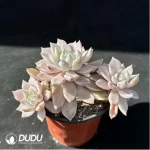 Echeveria Blood Moon Variegated Clustering - Image 2