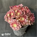 Aeonium Anna Rose clustering - Image 2