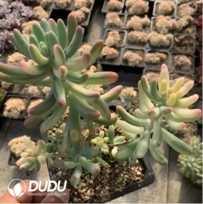 Sedum pachyphyllum Variegated Clustering - Image 2