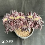 Aeonium arboreum Velour Cristata - Image 2