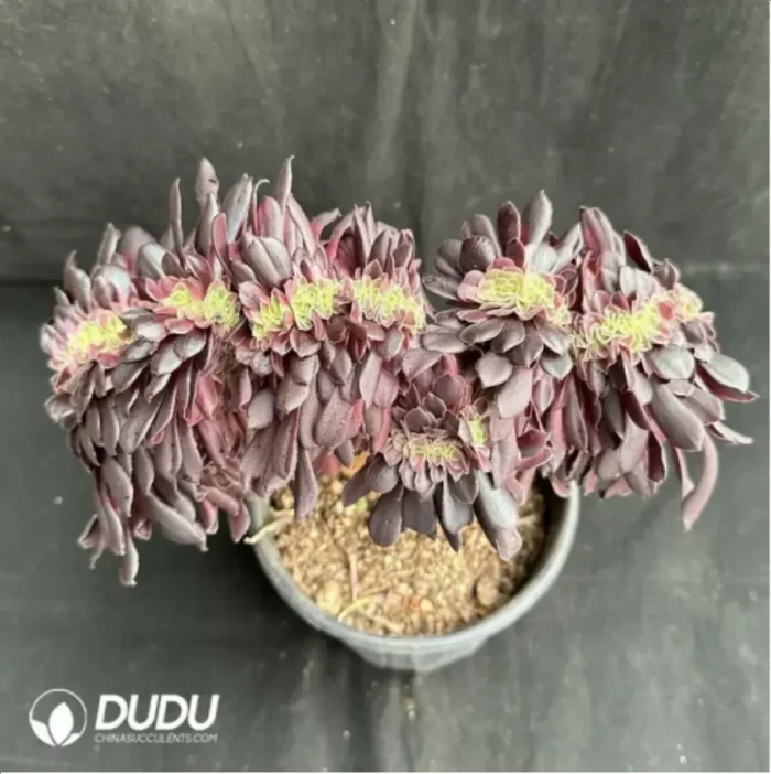 Aeonium arboreum Velour Cristata - Image 2