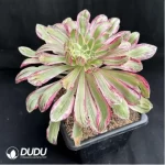 Aeonium V variegated - Image 2