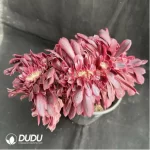 Aeonium Medusa Cristata - Image 2