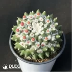 Cactus-Mammillaria bucareliensis erusamu - Image 2