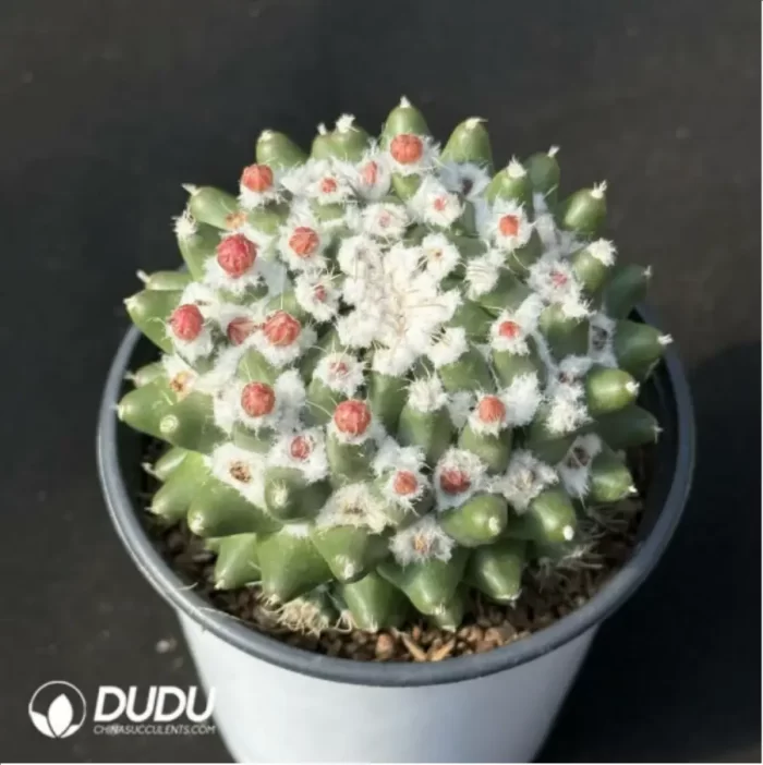 Cactus-Mammillaria bucareliensis erusamu - Image 2