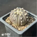 Cactus-purple asterias - Image 2