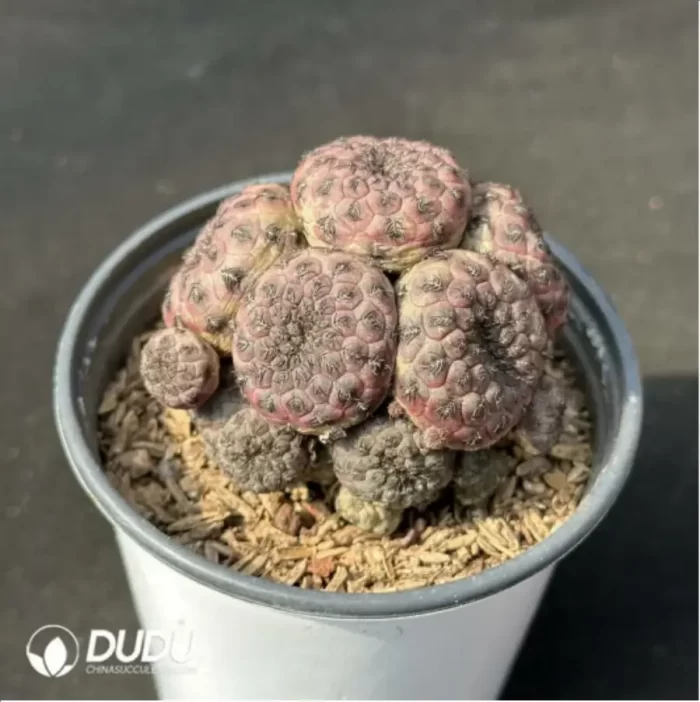 Cactus-Rebutia rauschii'Zecher Clustering - Image 2