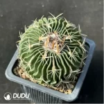 Cactus-Echinofosstulo lloydii Britt et rose - Image 2