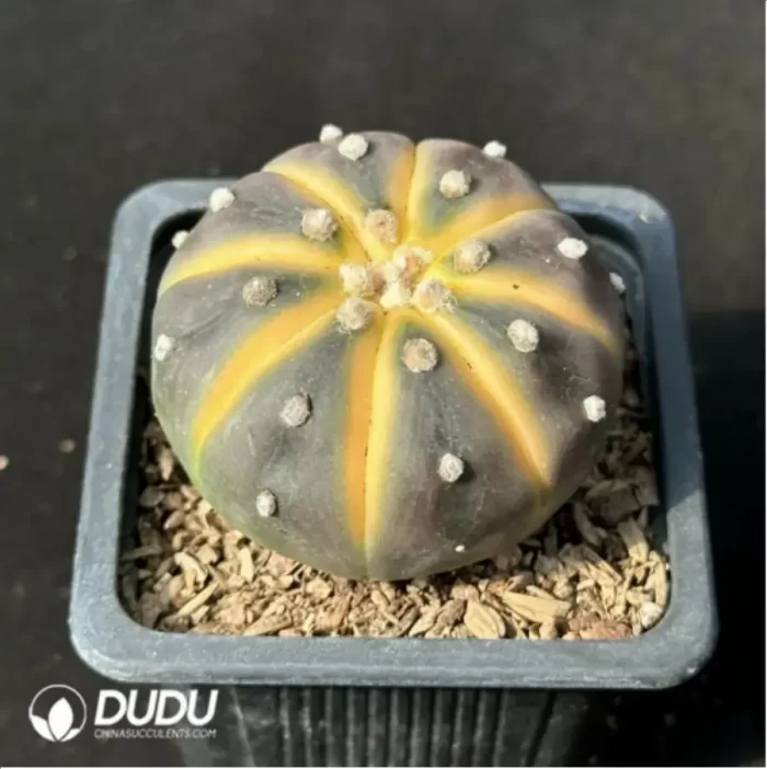 Cactus-Astrophytum asterias Variegate - Image 2
