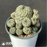 Cactus-Sulcorebutia rauschii f.aurespina Clustering - Image 2