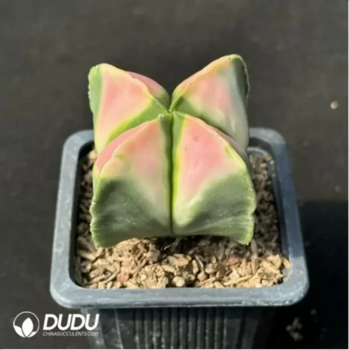 Astrophytum myriostigma 'Variegata' - Image 2