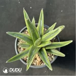 Agave-victoriae-reginae variegated - Image 2