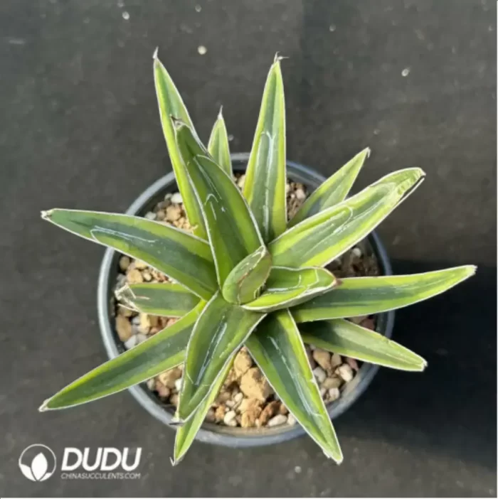 Agave-victoriae-reginae variegated - Image 2