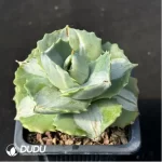 Agave potatorum var. verschaffelti variegate white - Image 2