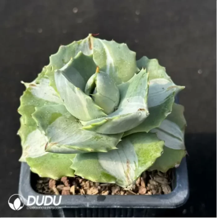 Agave potatorum var. verschaffelti variegate white - Image 2