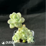 Sedum clavatum Clustering - Image 2