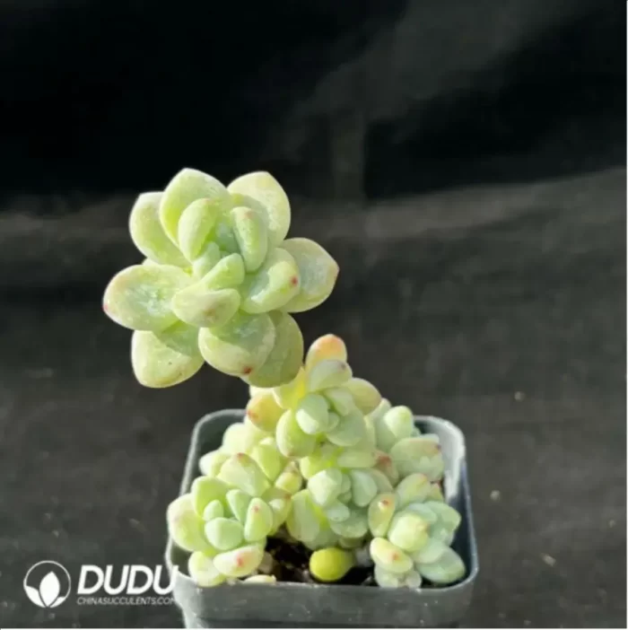 Sedum clavatum Clustering - Image 2