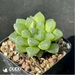 Haworthia  snow - Image 2