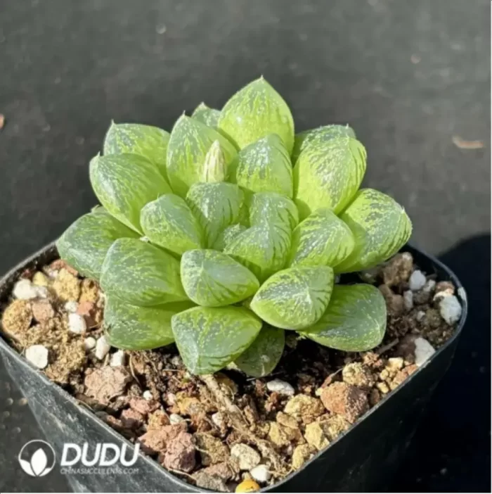 Haworthia  snow - Image 2