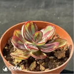 Echeveria nodulosa - Image 2