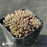 Echeveria Sinocrassula yunnanensis Clustering - Image 2