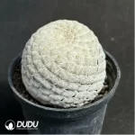 Euphorbia-piscidermis(Grafted) - Image 2