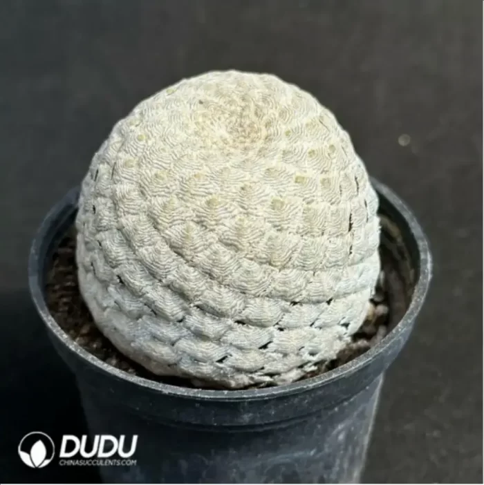 Euphorbia-piscidermis(Grafted) - Image 2