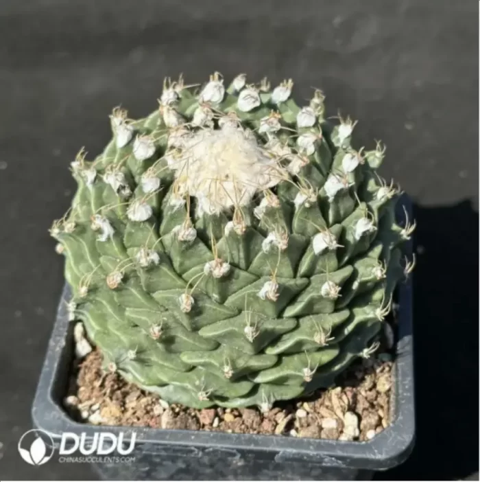 Cactus-Cactaceae Obregonia denegrii - Image 2