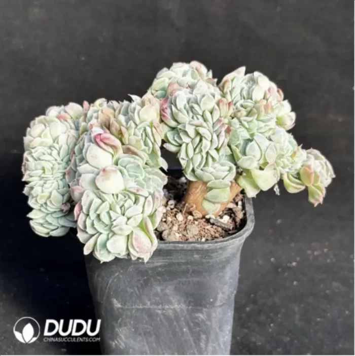 Echeveria Rose Moon Shadow Embellishment crested Cristate - Image 2