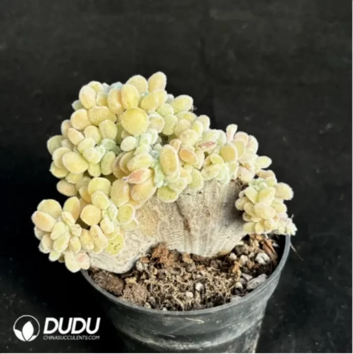 Echeveria  Frosty .Cristate Clustering - Image 2