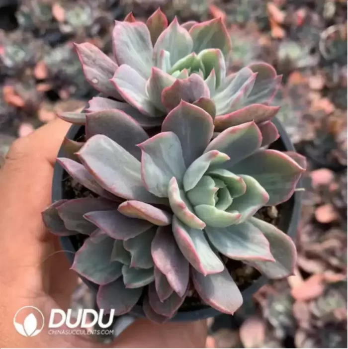Echeveria Hera variegated Clustering Cutting - Image 2
