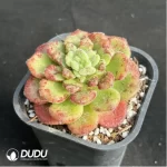 Echeveria Caroline - Image 2