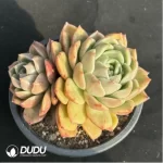 Echeveria Ice city 
Double Head - Image 2