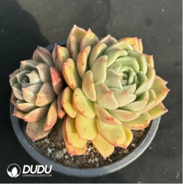 Echeveria Ice city 
Double Head - Image 2