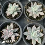 Echeveria Blue bird variegated - Image 2