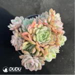 Echeveria Onslow
Clustering - Image 2