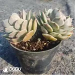 Echeveria Pink Laura
Double Head - Image 2