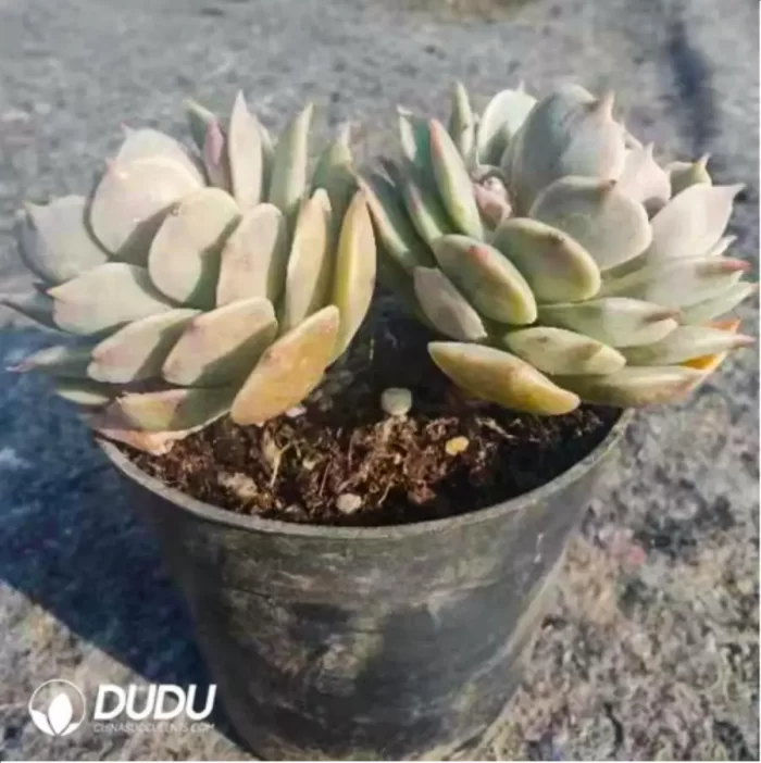Echeveria Pink Laura
Double Head - Image 2