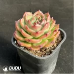 Echeveria Charleston - Image 2