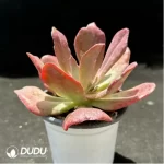 Echeveria diamond  variegated - Image 2