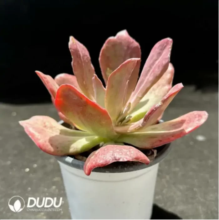 Echeveria diamond  variegated - Image 2