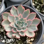 Echeveria Amistar variegated - Image 2