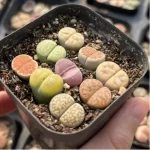 Lithops 2 year South Africa 9PCS Clustering"Pot Sale" - Image 2