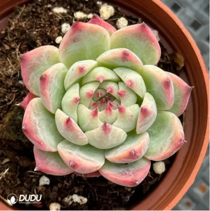 Echeveria Chihuahuaensis - Image 2