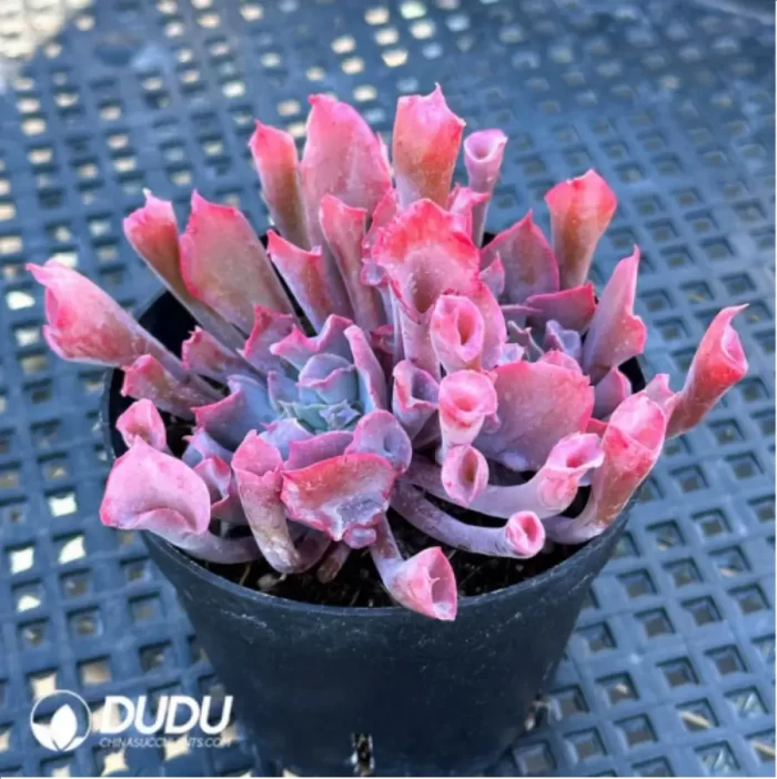Echeveria Trumpet Pinky - Image 2