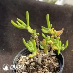 Dicrocaulon Soft Candy Branches - Image 2